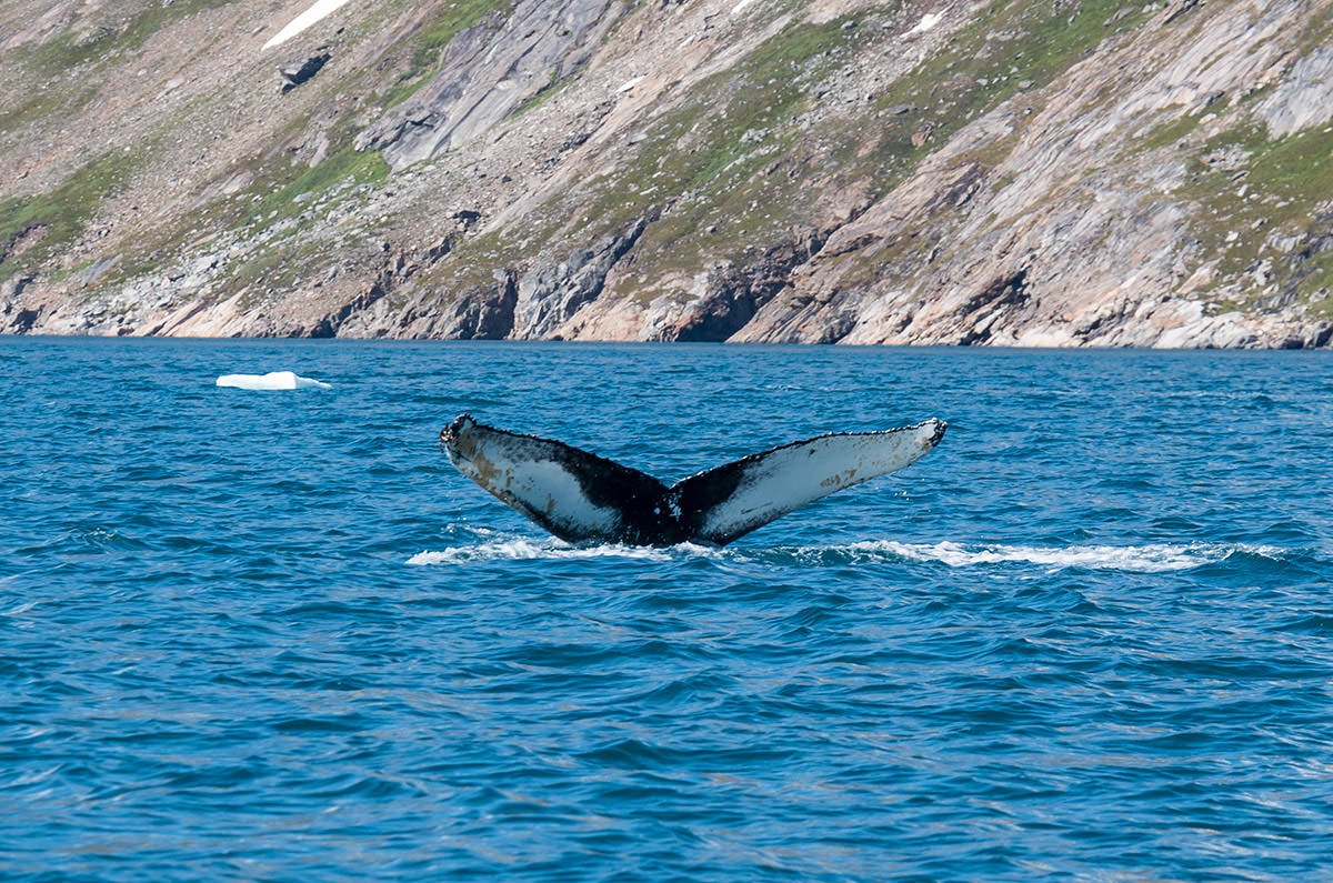 East Greenland Ski Touring, Mountaineering & Trekking Specialists