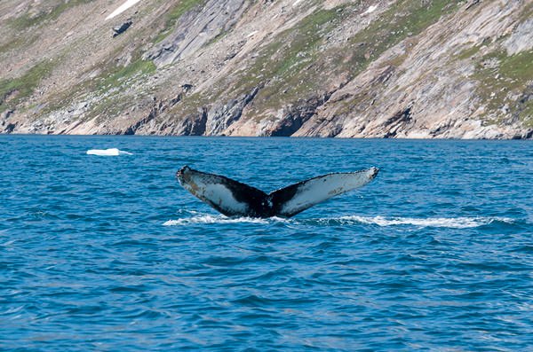 East Greenland Ski Touring, Mountaineering & Trekking Specialists